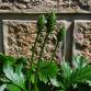 Fotografia 5 de lupa espécie Agrostis capillaris no Jardim Botânico