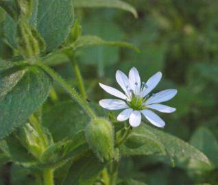 Fotografia da espécie Myosoton aquaticum