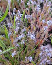 Fotografia da espécie Myosotis stricta