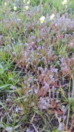 Fotografia da espécie Myosotis stricta