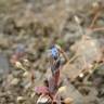 Fotografia 5 da espécie Myosotis stricta do Jardim Botânico UTAD