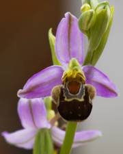 Fotografia da espécie Ophrys apifera