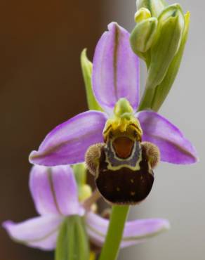 Fotografia 1 da espécie Ophrys apifera no Jardim Botânico UTAD