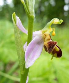 Fotografia da espécie Ophrys apifera