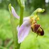 Fotografia 2 da espécie Ophrys apifera do Jardim Botânico UTAD