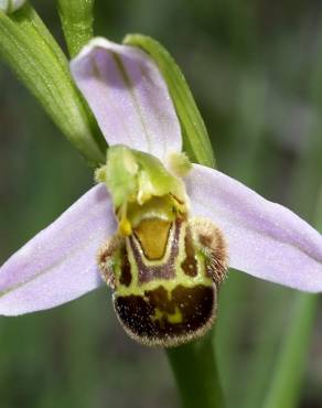 Fotografia 3 da espécie Ophrys apifera no Jardim Botânico UTAD