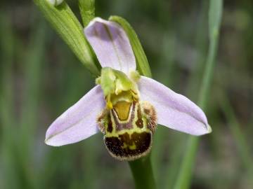 Fotografia da espécie Ophrys apifera