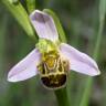Fotografia 3 da espécie Ophrys apifera do Jardim Botânico UTAD