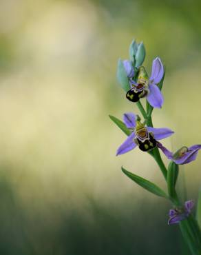 Fotografia 4 da espécie Ophrys apifera no Jardim Botânico UTAD