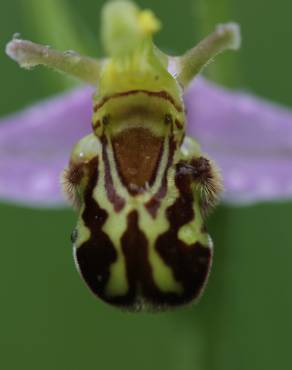 Fotografia 5 da espécie Ophrys apifera no Jardim Botânico UTAD