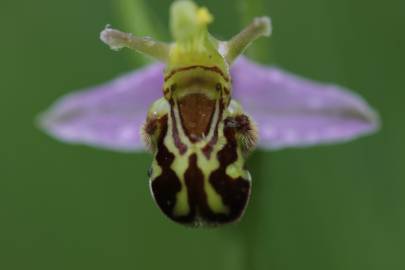 Fotografia da espécie Ophrys apifera