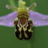 Fotografia 5 da espécie Ophrys apifera do Jardim Botânico UTAD