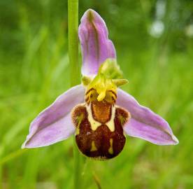 Fotografia da espécie Ophrys apifera
