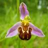Fotografia 6 da espécie Ophrys apifera do Jardim Botânico UTAD
