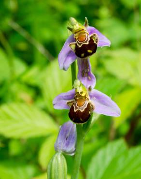 Fotografia 7 da espécie Ophrys apifera no Jardim Botânico UTAD