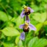 Fotografia 7 da espécie Ophrys apifera do Jardim Botânico UTAD