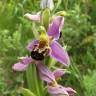 Fotografia 8 da espécie Ophrys apifera do Jardim Botânico UTAD
