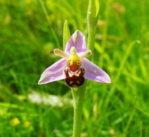 Fotografia da espécie Ophrys apifera