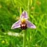 Fotografia 9 da espécie Ophrys apifera do Jardim Botânico UTAD