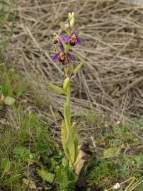 Fotografia da espécie Ophrys apifera