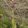 Fotografia 10 da espécie Ophrys apifera do Jardim Botânico UTAD