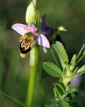 Fotografia 11 da espécie Ophrys apifera no Jardim Botânico UTAD