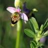 Fotografia 11 da espécie Ophrys apifera do Jardim Botânico UTAD