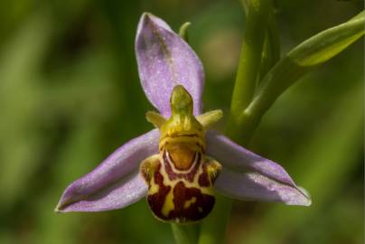 Fotografia da espécie Ophrys apifera