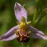 Fotografia 12 da espécie Ophrys apifera do Jardim Botânico UTAD