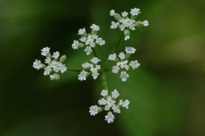 Fotografia da espécie Torilis japonica