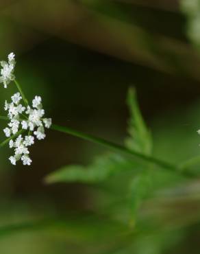 Fotografia 3 da espécie Torilis japonica no Jardim Botânico UTAD