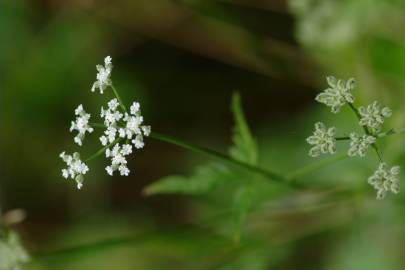 Fotografia da espécie Torilis japonica