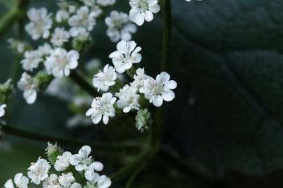 Fotografia da espécie Torilis japonica