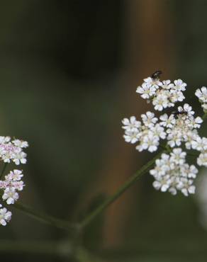 Fotografia 5 da espécie Torilis japonica no Jardim Botânico UTAD