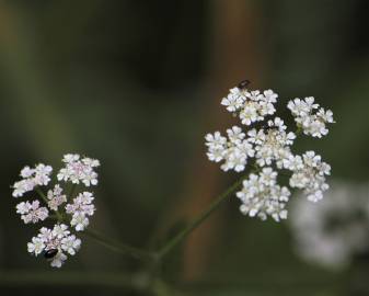 Fotografia da espécie Torilis japonica