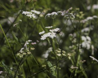 Fotografia da espécie Torilis japonica