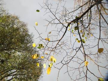 Fotografia da espécie Tilia cordata