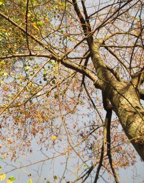 Fotografia 3 da espécie Tilia cordata no Jardim Botânico UTAD