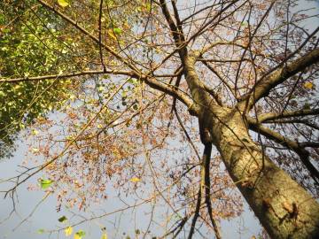 Fotografia da espécie Tilia cordata