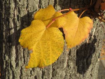 Fotografia da espécie Tilia cordata