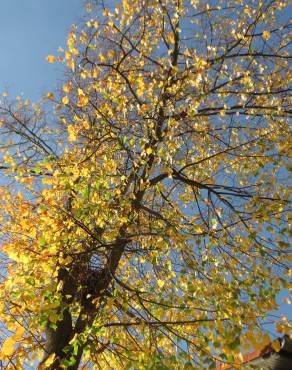 Fotografia 5 da espécie Tilia cordata no Jardim Botânico UTAD