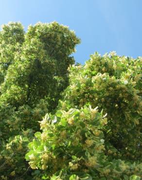 Fotografia 8 da espécie Tilia cordata no Jardim Botânico UTAD