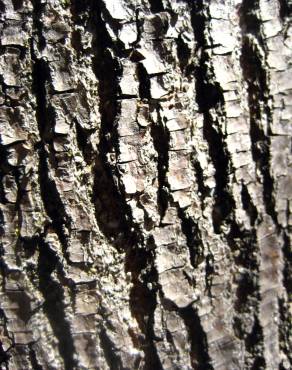 Fotografia 10 da espécie Tilia cordata no Jardim Botânico UTAD