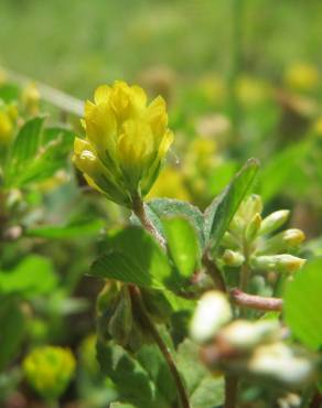 Fotografia 1 da espécie Trifolium dubium no Jardim Botânico UTAD