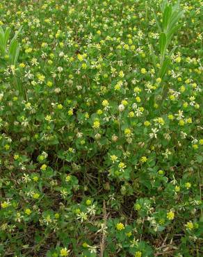 Fotografia 3 da espécie Trifolium dubium no Jardim Botânico UTAD