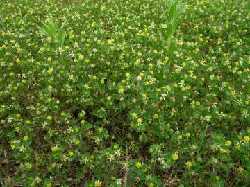 Fotografia da espécie Trifolium dubium