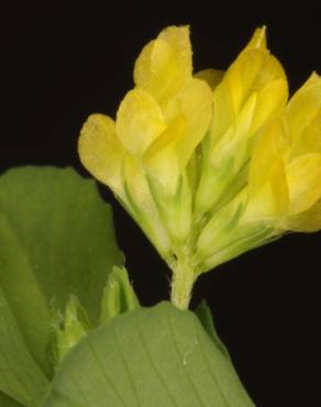 Fotografia 4 da espécie Trifolium dubium no Jardim Botânico UTAD