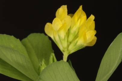 Fotografia da espécie Trifolium dubium