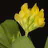 Fotografia 4 da espécie Trifolium dubium do Jardim Botânico UTAD