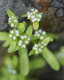 Fotografia da espécie Valerianella locusta subesp. locusta